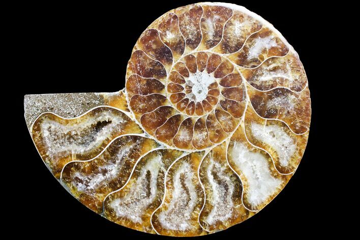 Cut & Polished Ammonite Fossil (Half) - Agate Replaced #146193